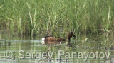 Video of Ferruginous Duck - Ferruginous Duck in early spring in shabla lake in nesting period